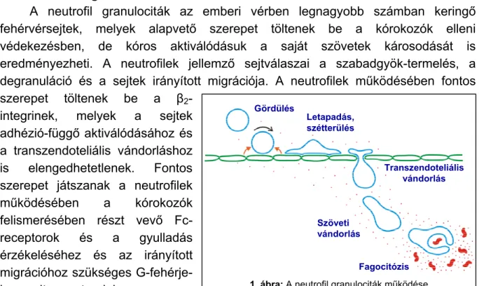 2. ábra: Az oszteoklasztok fejlődése. 