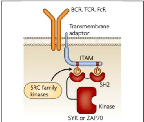 3. ábra: Klasszikus immunreceptorok  ITAM-függő jelátvitele  [1-34]  Autoreaktív T-sejtek B-sejt-aktiváció Autoantitestek  Szövet-károsodásFc-receptorok Citokin-hálózatok(TNF, etc.)Effektor sejtek(PMN, hízósejtek, etc.)Modell:K/B×NarthritisModell:hTNF Tgar