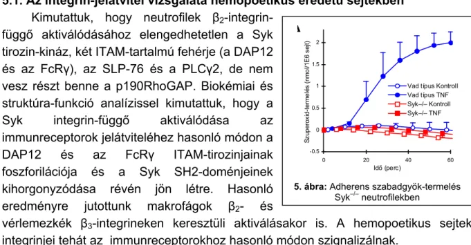 6. ábra: A β 2 -integrin-függő adherens  aktiváció és migráció eltérő jelpályái 