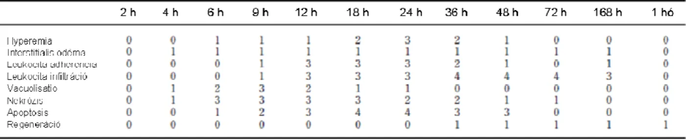 2. táblázat. A szövettani károsodás kiértékelése 2-168 órával illetve 1 hónappal a 3 g/kg L-ornitin- L-ornitin-HCl intraperitonealis injekciója után