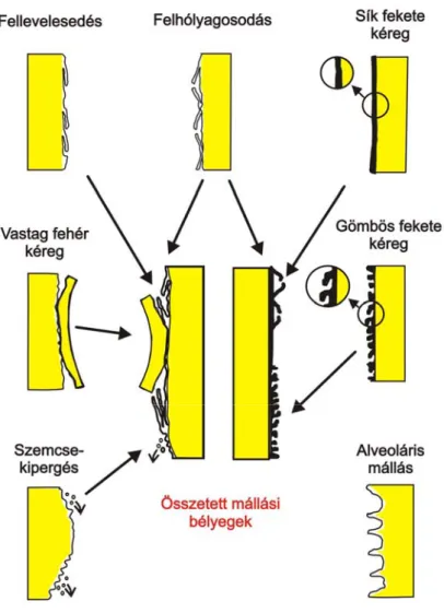 1. ábra.  A porózus (más néven durva) mészkövön kialakuló leggyakoribb mállási formák és  ezek kombinációjával létrejött összetett mállási formák 