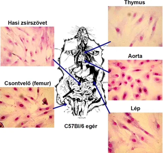 12. ábra. A sejttenyészetben növekedő - különböző egér szervekből/szövetekből izolált  - adherens stroma sejtek morfológiája