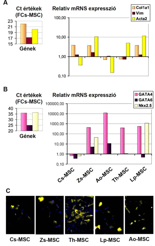 20. ábra. Mesenchymalis és mesodermális markerek kifejeződése a  különböző MSC  populációkban