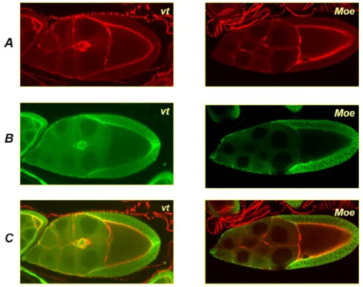 25. ábra Moesin mutáns és vadtípusú petekezdemények szubkortikális aktin vázának  összehasonlítása 