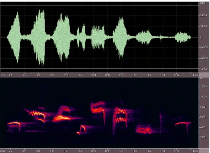 formálnak strófákat (1. ábra). Az örvös légykapó akusztikus kommunikációját 1999-ben  kezdtem tanulmányozni az ELTE Állatrendszertani- és Ökológiai Tanszékének 