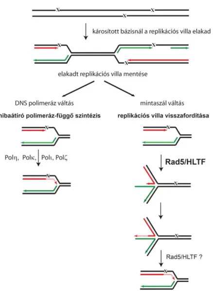 Fig. 2  A DNS hibánál elakadt replikációs villa mentésének lehetséges  mechanizmusai 