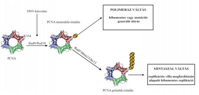 Fig. 3   PCNA mono- és poli-ubikvitinálás szabályozó szerepe a hibaátírásban 