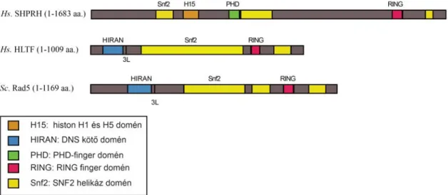 Fig. 4   Az élesztő Rad5 fehérje és ortológjai,  a human SHPRH és HLTF, domén 