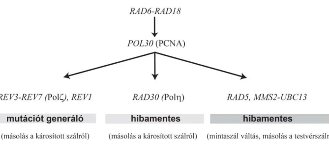 Fig. 1   A károsított DNS replikációjában szerepet játszó élesztő gének episztázis  csoportjai 