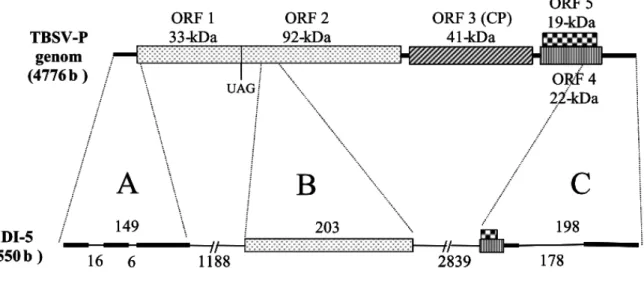 2. ábra  DI RNS szekvencia blokkjainak eredete és felépítése a TBSV-P DI-5 példáján (Szittya és mtsai.,  2000)