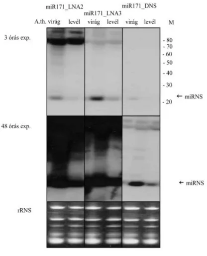4. ábra. LNA2  és  LNA3  próbák  próbák  összehasonlítása  a  DNS  próbákkal  kis  RNS  northern  blot  segítségével 