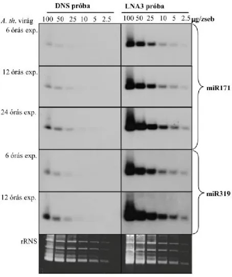 5. ábra. Az LNA3 módosított próbák összehasonlítása DNS próbákkal A. thaliana virág mintákon, miR171  és  miR319  kimutatásával