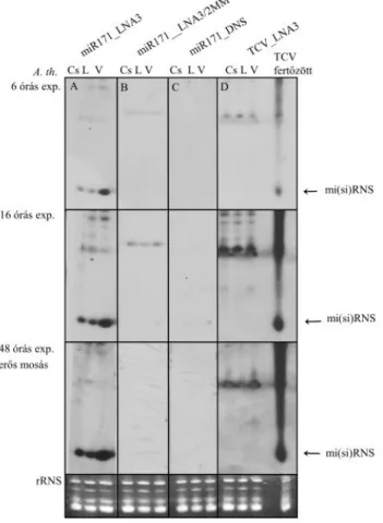 6. ábra. Az  LNA  oligók  specifikusságának  vizsgálata. A.  thaliana  csíranövény  (CS),  virág  (V),  levél  (L)  és  TCV  (Turnip  crinkle  virus)  fertőzött  levél  20  µg/zseb  totál  RNS  kivonatát  12%  SDS  akrilamid  gélen  történő  elválasztás  u