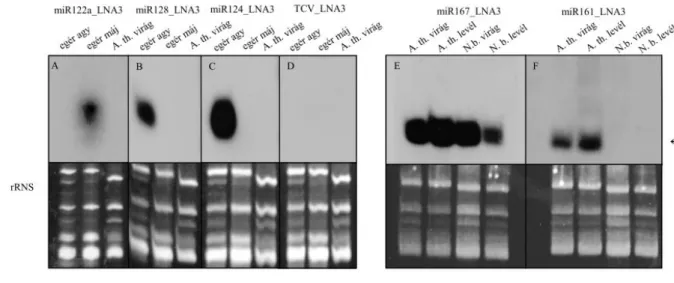 7. ábra  Az  LNA  oligók  specifikusságának  vizsgálata  egér,  A.  thaliana  és  N.  benthamiana  specifikus  miRNS-ek kimutatására tervezett LNA oligók felhasználásával kis RNS northern blot segítségével