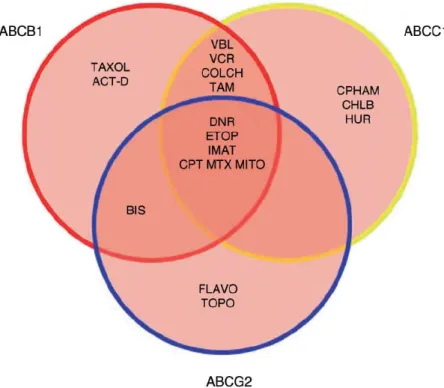 3. ábra: Az MDR-ABC transzporterek tumorellenes drog szubsztrátjai. Jelölések: ACT-D: aktinomicin D; 