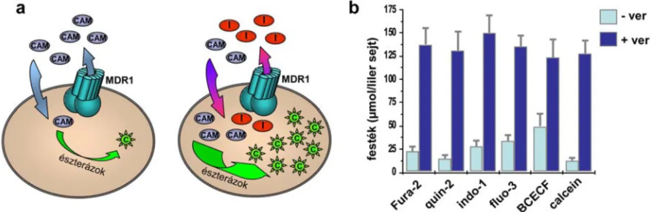 4. ábra: Az MDR1 fehérje transzportaktivitásának fluoreszcens-alapú detektálása. a) Az assay sémája