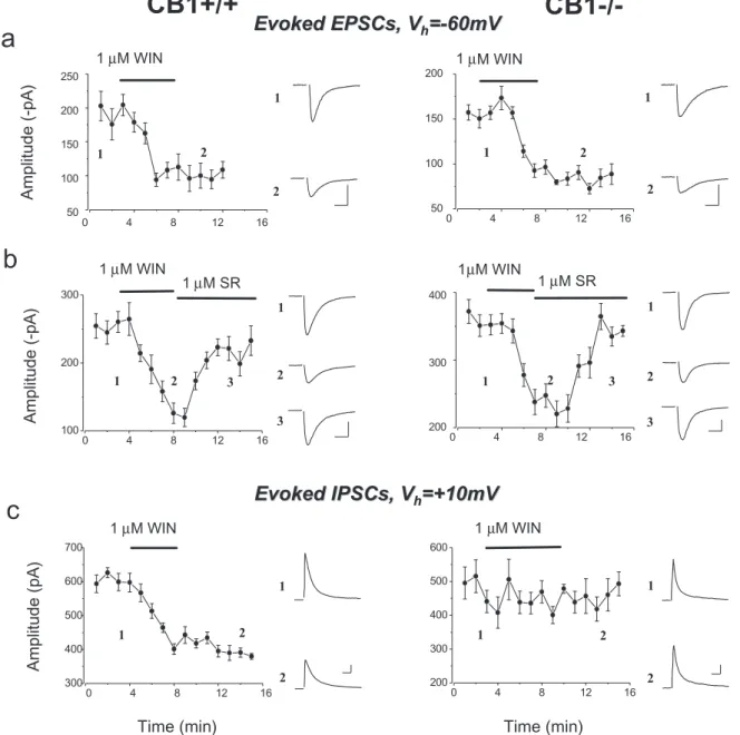 Fig. 2). A comparable increment in PPF was observed after WIN application in mice lacking CB1 receptors (2.08 þ 0.16 in WIN compared with 1.67 þ 0.12 in control ACSF, respectively; P 6 0.001, paired t-test, n = 11;