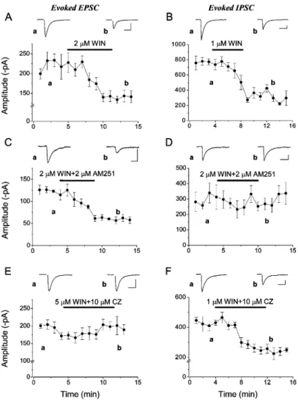 Fig. 2. Effect of cannabinoid receptor agonist and vanilloid receptor antagonist on postsynatic currents evoked by local electrical stimulation.