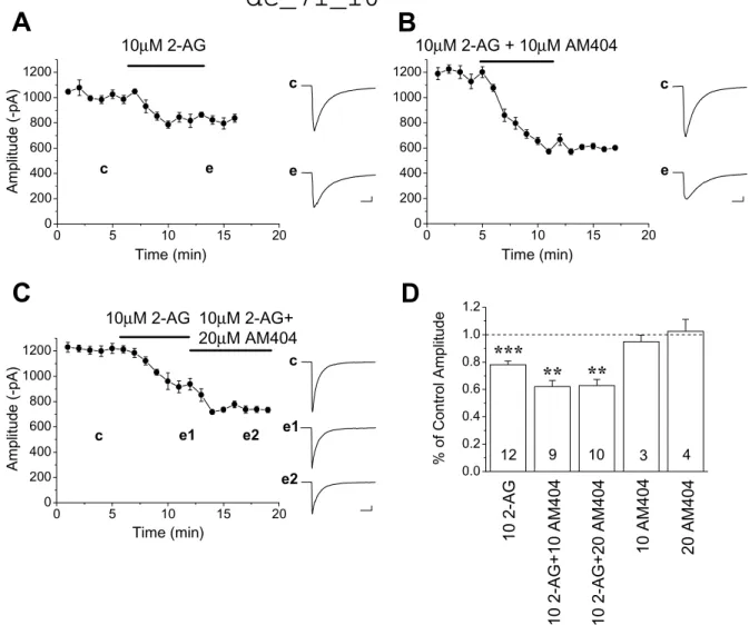 Fig. 2. The endocannabinoid uptake blocker, AM404, enhances the effect of 2-arachidonoyl glycerol (2-AG) on inhibitory postsynaptic currents (IPSCs) recorded at 33±35 8C