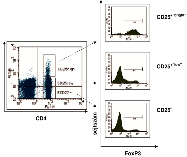 5. ábra  Humán CD4 + CD25 +”bright”  regulatív T-sejtek FoxP3 vizsgálata áramlási cytometriával