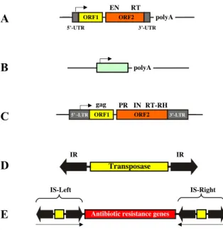 Figure 2. Structures and organization of the main types of transposable elements. (A) Non-LTR  retrotransposon.