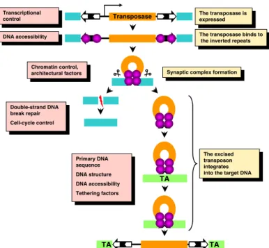 Figure 8. General mechanism and regulation of DNA transposition.