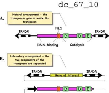 Figure  13.  Transposon-basaed  gene  transfer  system.  (A) Structure of the transposon
