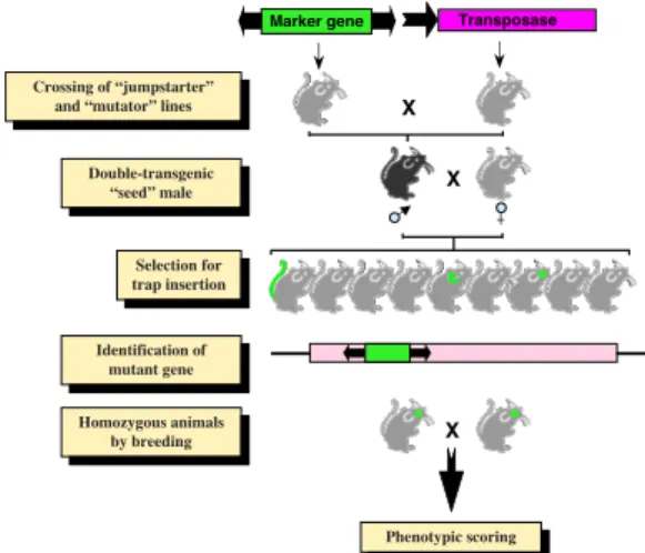 Figure  15.  In  vivo  germline  mutagenesis  of  the mouse  with  transposable  elements