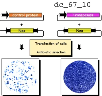 Figure  16.  Transposition  in  tissue  culture.  The  transposon containing  a  selectable  antibiotic  resistance  gene  (neo)  is transfected either  with  or without  a transposase-expressing  helper plasmid