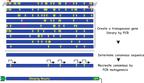 Figure 20. Molecular reconstruction of the Sleeping Beauty transposase gene.  The strategy of first constructing an open reading frame for a salmonid transposase and then systematically introducing amino acid replacements into this gene is illustrated