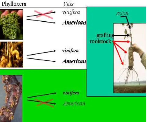 1. ábra. A sz ı l ı gyökértet ő  levélen, fiatal gyökérvégén és id ı sebb gyökereken való lehetséges  táplálkozása a V