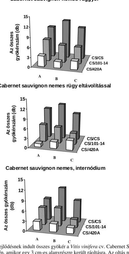 7. ábra. A fejl ı désnek indult összes gyökér a Vitis vinifera cv. Cabernet Sauvignon 3 cm-es  nemes részén, amikor egy 3 cm-es alanyrészre került ráoltásra