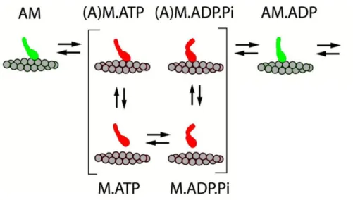 6. ábra: Erős (zöld) és gyenge (piros) aktinkötő állapotok váltakozása az aktomiozin  működési ciklus során ((97) alapján) 