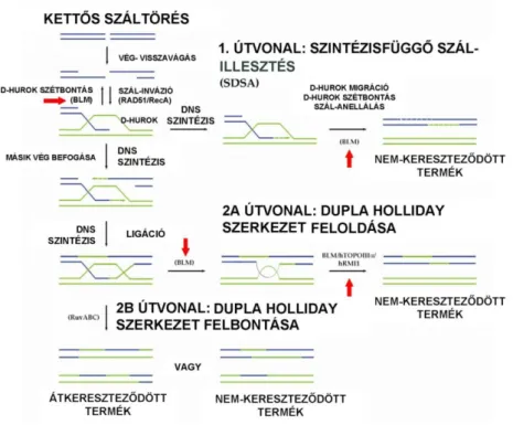 8. ábra: A homológ rekombináción alapuló DNS-hibajavítás útvonalai (a lépések  magyarázatát lásd a szövegben)
