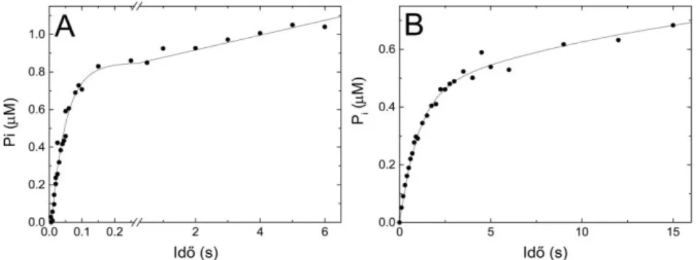 18. ábra: Az ATP-hidrolízis tranziens lefolyásának követése quenched-flow kísérletben