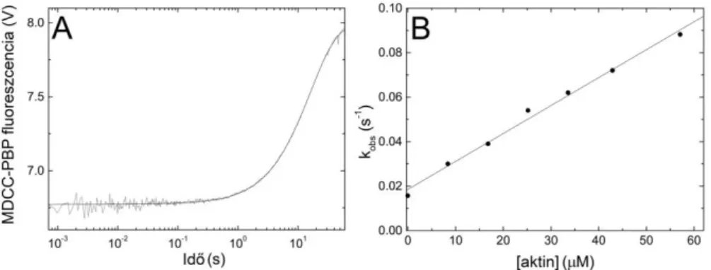 20. ábra: Foszfát-felszabadulás tranziens követése single turnover kísérletekben. Az A  ábrán bemutatott kísérletben 1,4 µM NM2A S1 és 1 µM ATP (első keverés utáni  koncentrációk) gyors keverése és 5 másodpercnyi előinkubációja után az elegyet 34 µM  aktin