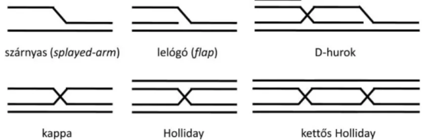 1. ábra: A BLM helikáz néhány különböző szerkezetű DNS-szubsztrátja 