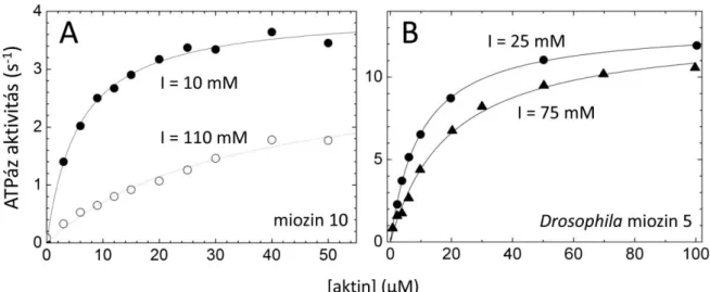 1. ábra: Szarvasmarha miozin 10 (A) és Drosophila melanogaster miozin 5 (B) szubfragmentum-1 konstrukciók  steady-state ATPáz aktivitásának aktin-aktivációja különböző ionerősségű (I) oldatban (25°C, pH 7)