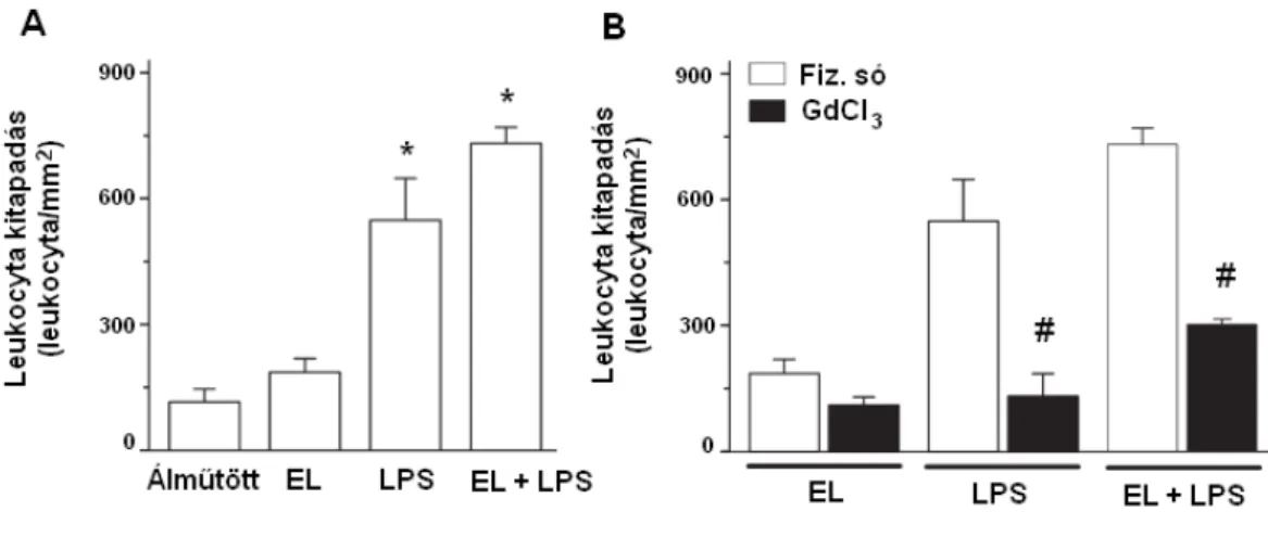 12. ábra: A leukocyta kitapadás változása álműtétet követően, endotoxaemiában  (LPS), epeút lekötés után (EL) és e kettő kombinációjában (EL + LPS) (A)