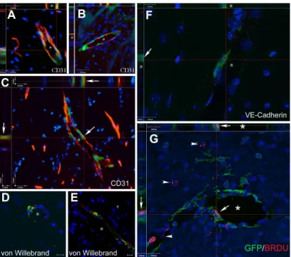 Figure 5. Cells of BM origin populate the vascular endothelium in mice with PMCAO treated with G-CSF/SCF