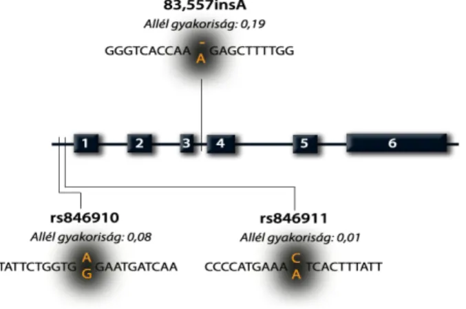 3. ábra Az 1-es típusú 11β-hidroxiszteroid-dehidrogenáz enzim génjének leggyakoribb  polimorfizmusai és allél gyakoriságuk.
