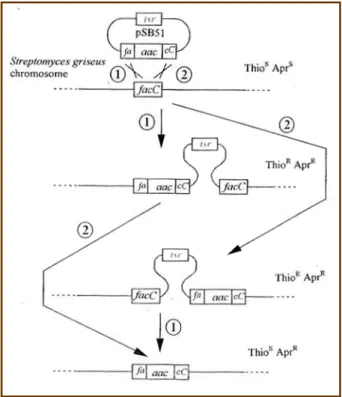 13. ábra. A C faktor „null” mutáns génmegszakítással történı elıállításának tervezett sémája