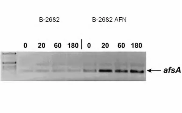 17. ábra. Az afsA gén transzkripciójának vizsgálata szemikvantitatív RT-PCR módszerrel