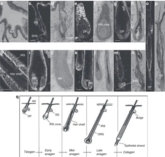 Figure 1. TRPV1 expression throughout the murine hair follicle cycle. (a) TRPV1-IR on (mostly basal) epidermal keratinocytes