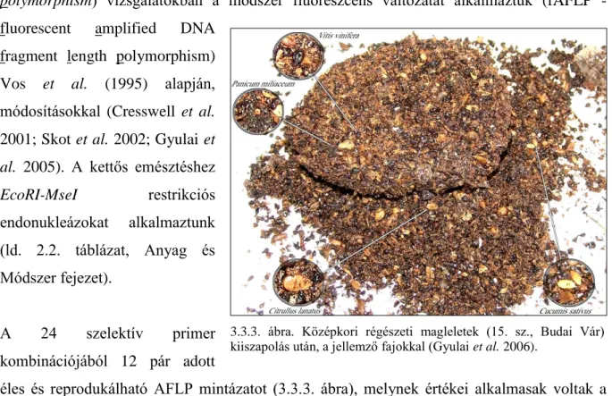 3.3.4. ábra. AFLP elemzés a 4. sz., 15. sz. és a ’Topáz’ mai köles mintában  MseAGT-EcoCAC  szelektív  primer  párral  (Gyulai  et  al