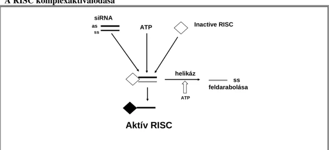 15. ábra  A RISC komplexaktiválódása  siRNA Inactive RISC as ATP sshelikáz Aktív RISCss feldarabolásaATP