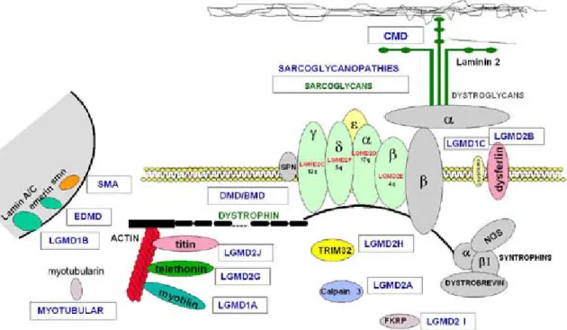 2.2. Ábra: Az izomdystrophiák hátterében álló protein defektusok és ezen proteinek lokalizációja  az izomsejtben