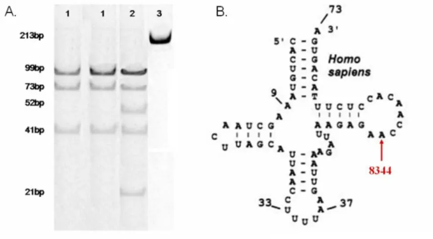 4.10. Ábra: A.) A MERRF mutációra (A8344G) és a normál genotípusra jellegzetes RFLP  mintázat