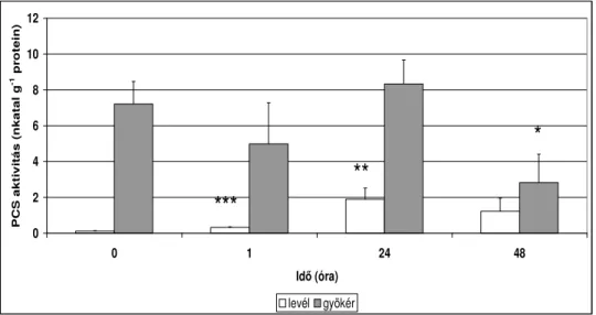 13. ábra. Fitokelatin-szintáz aktivitásának változása kukoricanövényekben  0,1  mM    Cd-kezelést  követıen