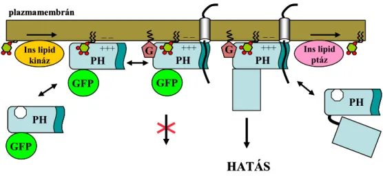 20. ÁBRA  A PH domének membránhoz való kötődésének és működésének modellje 